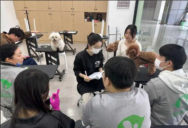 石嘴山市宠物美容宠物美容培训学校 - 价格